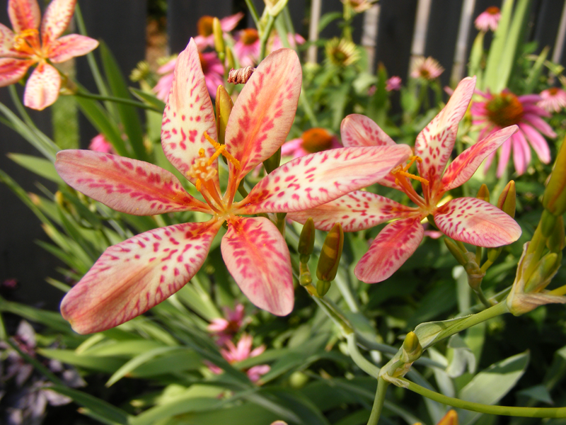 Candy Lilies